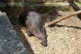 Malý tapírek [nové okno]